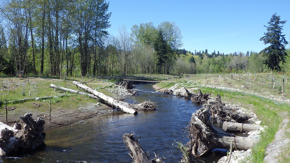 Lower Bear Creek 2015