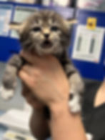 Werewolf getting his medical exam