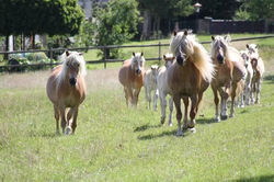 Haflinger Herde