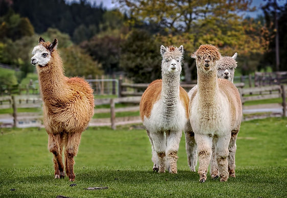 lllama alpaca 2.jpg
