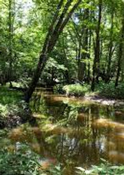 riverine.jfif