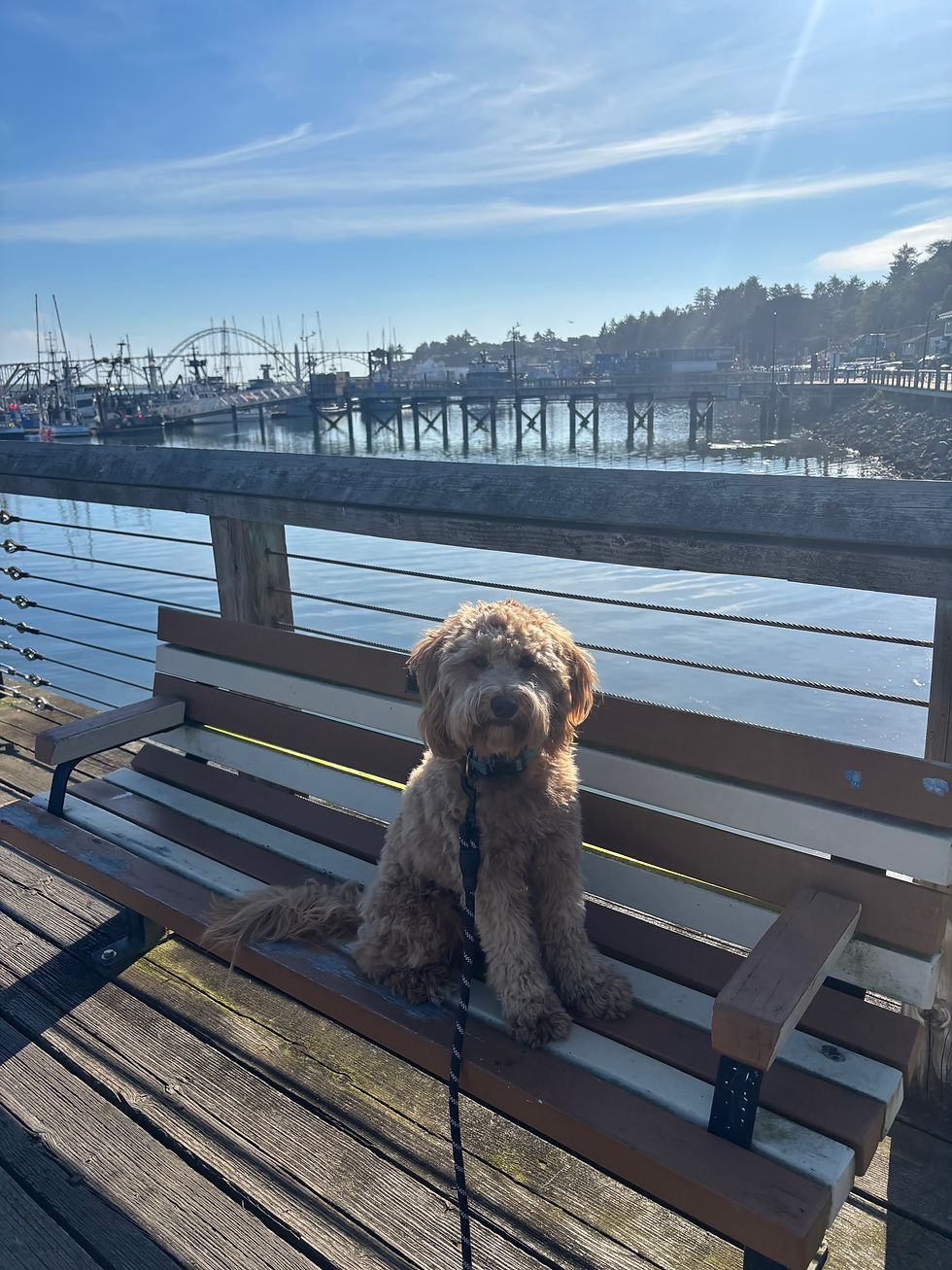 The Resilient Dog: Why Adaptability Is About Trust, Not "Chill" Genetics