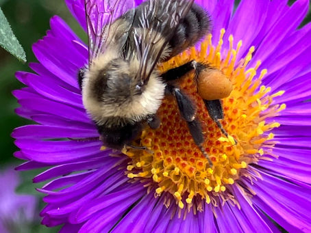 Stage Road Gardens; A Sustainable approach to Garden Design & Consulting