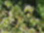 beez 1.jpeg