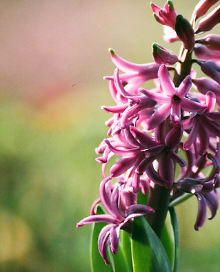 Purple Hyacinth