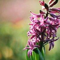 Purple Hyacinth 