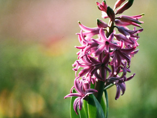 11th annual Botanical Fest