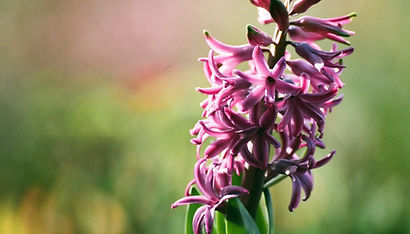 Purple Hyacinth