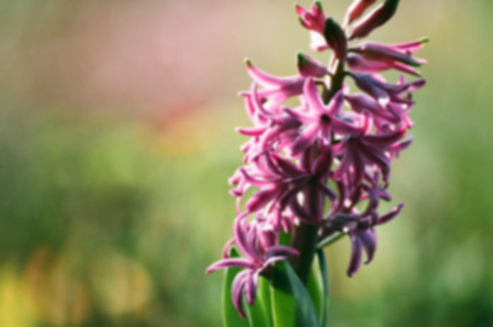 Purple Hyacinth