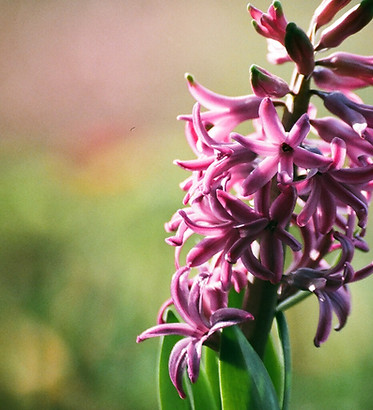 Purple Hyacinth 