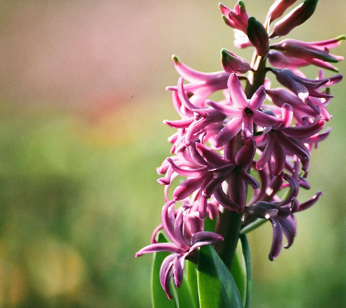 Pink Hyacinth Blossom
