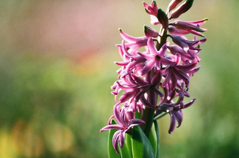 Purple Hyacinth 