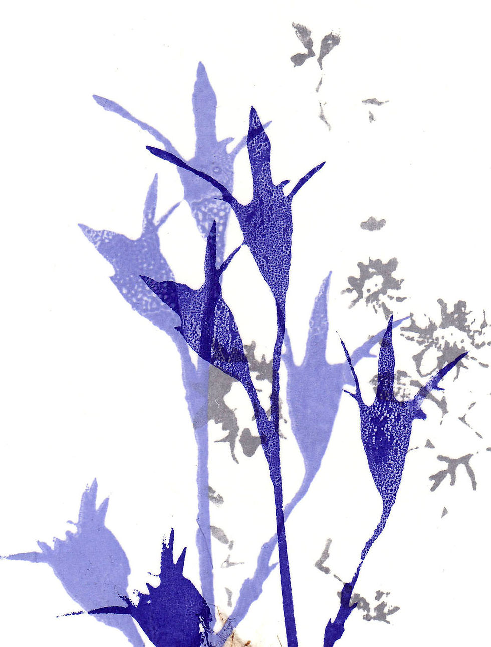 WILDFLOWERS