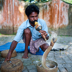 5 Myths about Snakes in India