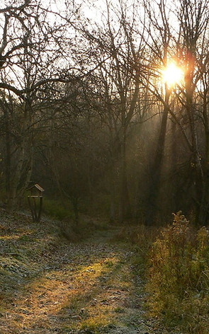 Autumn sun at Terrealuma retreat
