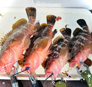 下津井船釣り教室🎣