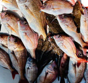 下津井船釣り教室🎣
