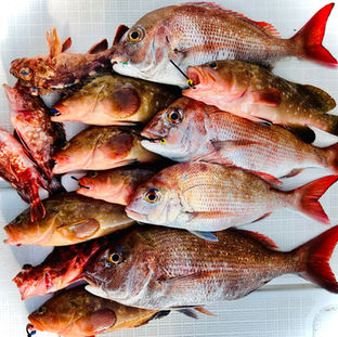下津井船釣り🎣