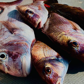 下津井　船釣り教室🎣