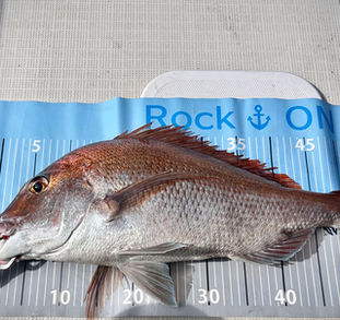 下津井船釣り教室🎣