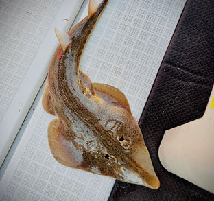 下津井船釣り教室🎣