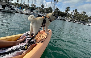 Training your pet to do all your favorite things.