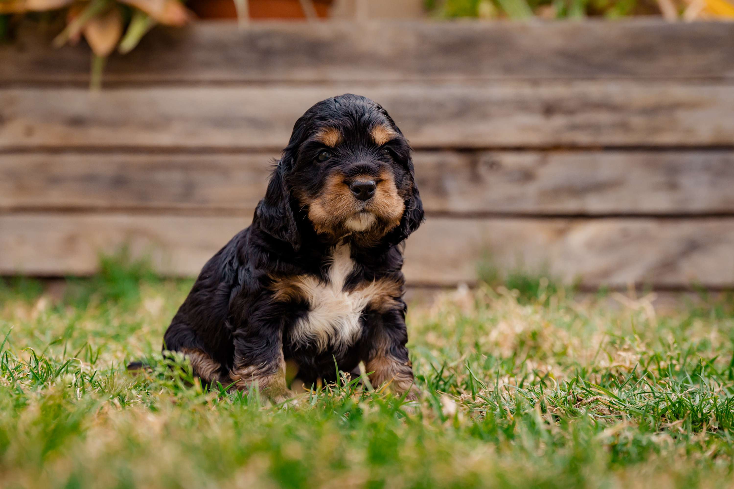 Black and Tan / Tri color English cocker spaniel 