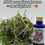 Thumbnail: Big Shot – Fermented Microgreen Shots (7 x 30ml)