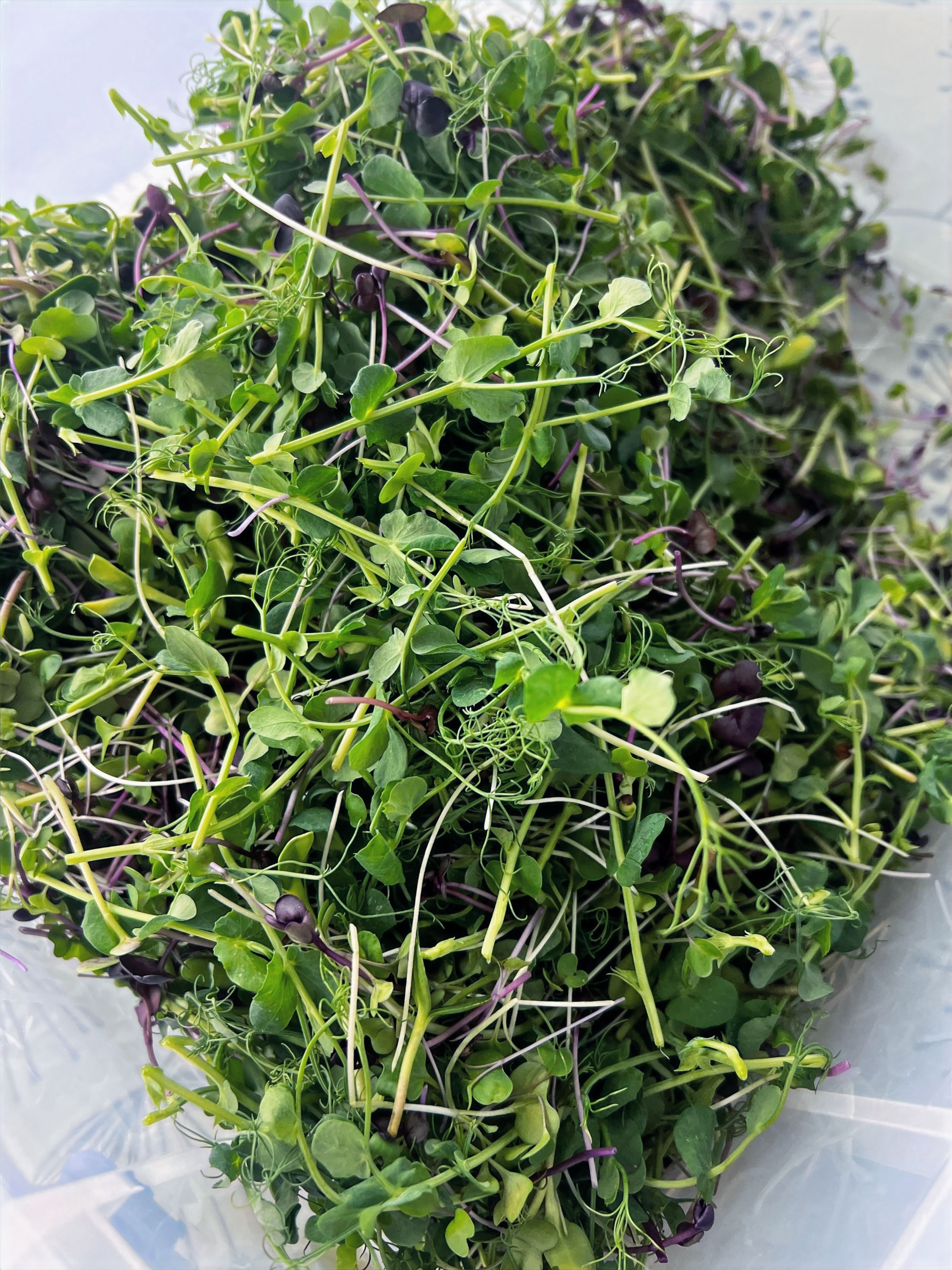Microgreens Fusion Mix
