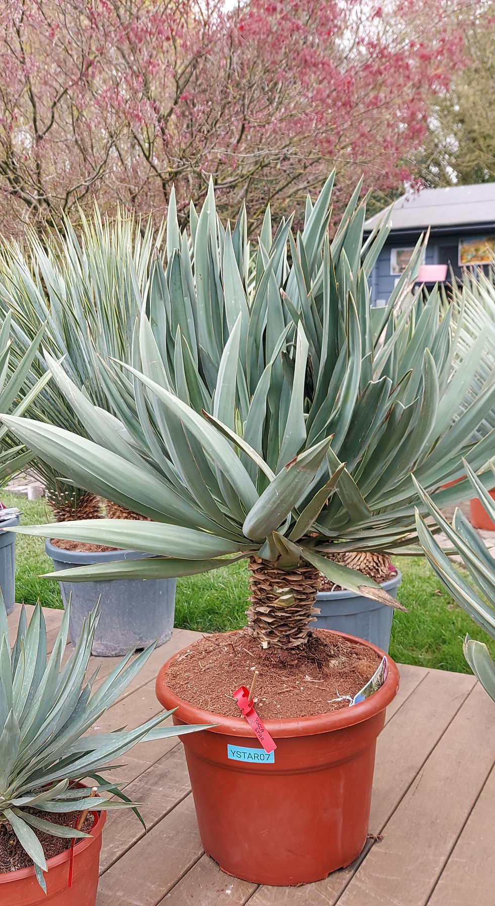 Miniature : Yucca Gloriosa Lone Star