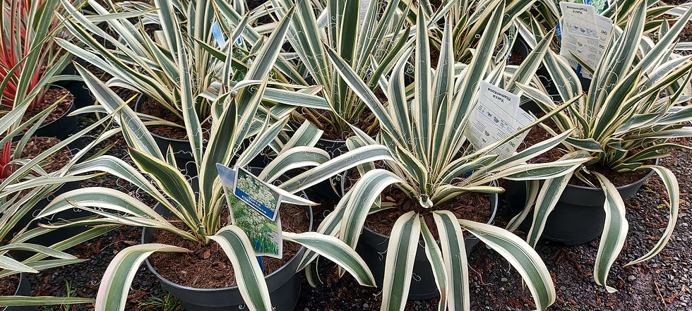 Miniature : Yucca filamentosa Ivory Tower