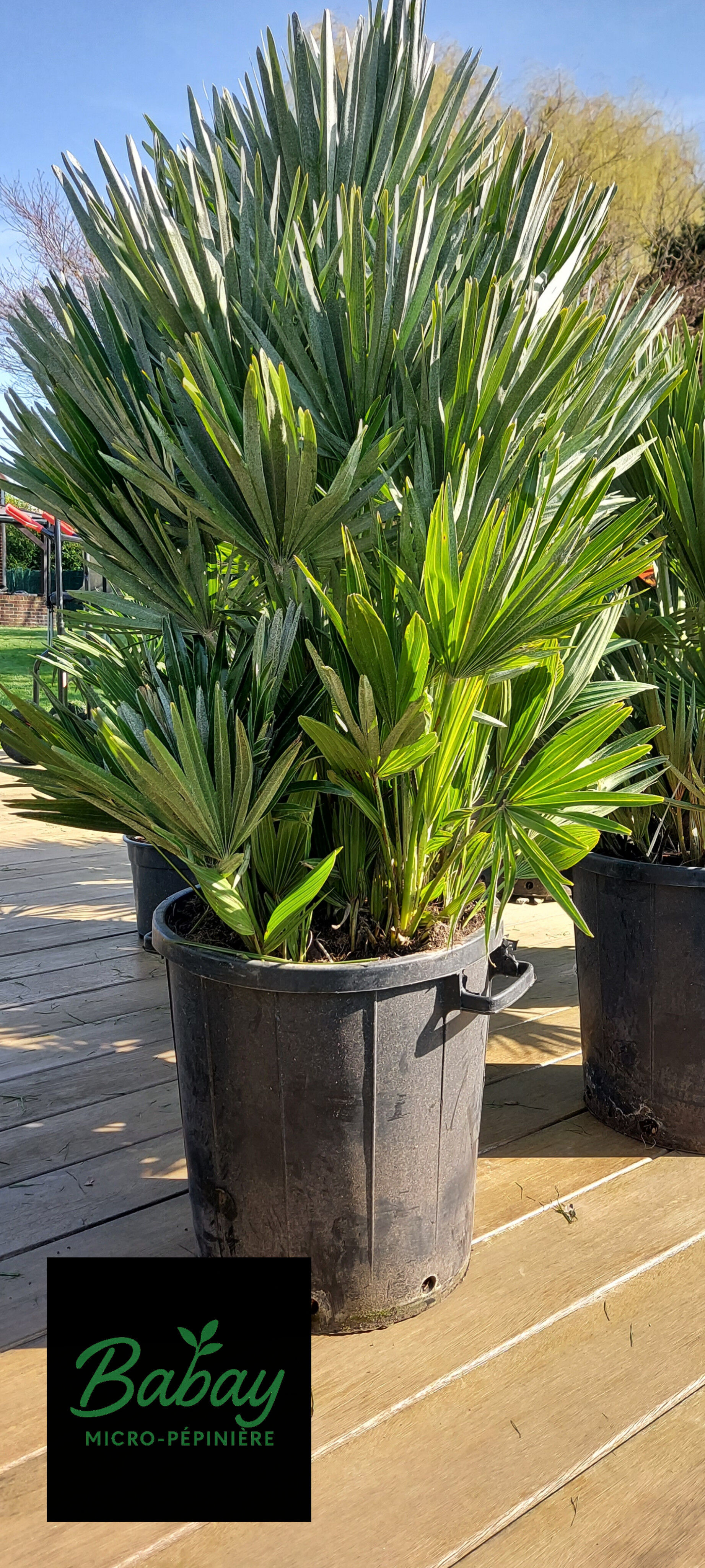 Chamaerops Humilis Vulcano