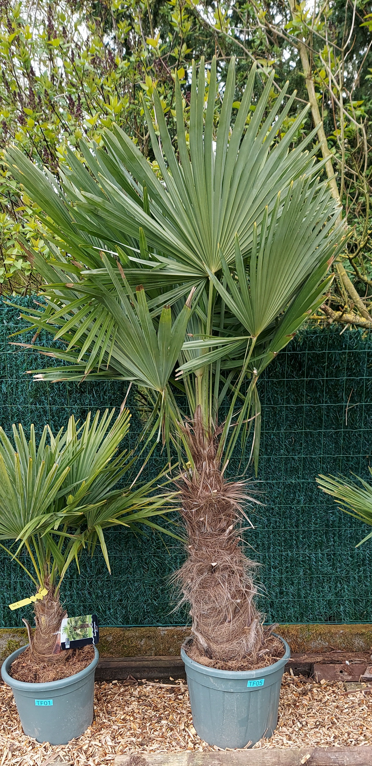 Trachycarpus Fortunei