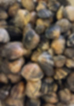 Delicious Clams from Poole