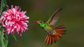 The hummingbird symbolizes joy.