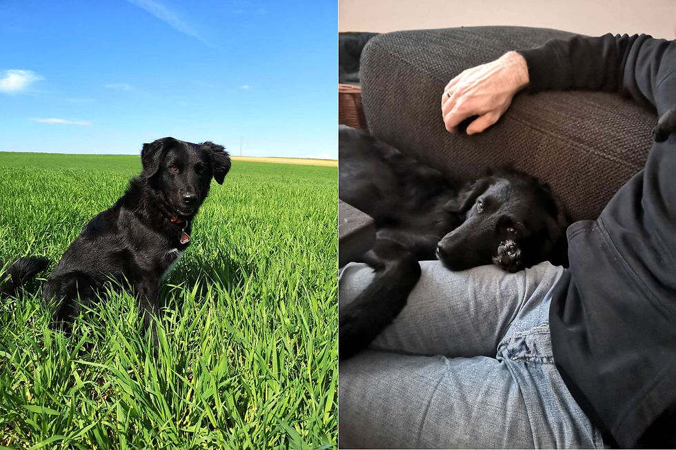 pippa-ist-zuhause