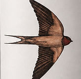 Fliegende Schwalbe als Bildmotiv von Pasarene Wines in Franschhoek.