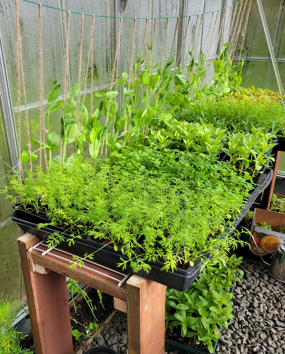 Gardening in Small Spaces: Grow More with Less