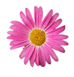Purple flower