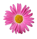 Pink Daisy