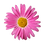 rose Daisy