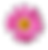 Pink Daisy