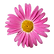 Pink Daisy 