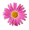 Pink Daisy 