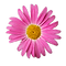Pink Daisy 