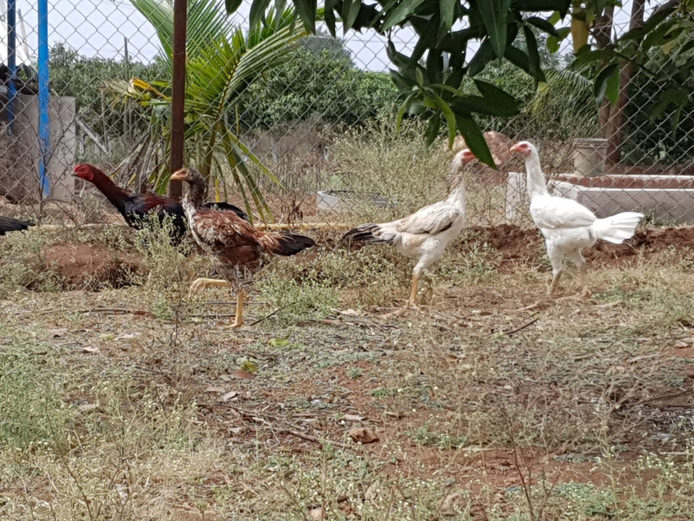 Natu Kodi Hen foraging