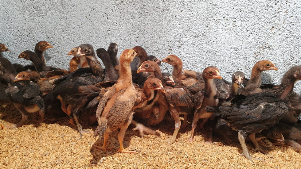 fighter-breed-chicks