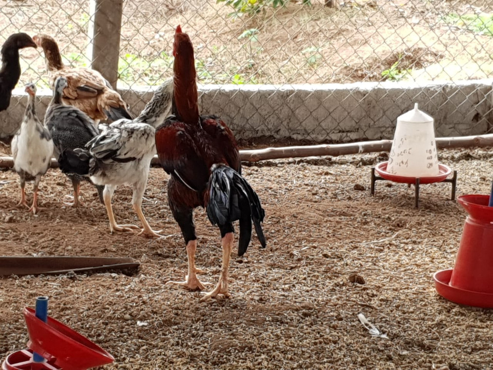 natu-kodi-breeders