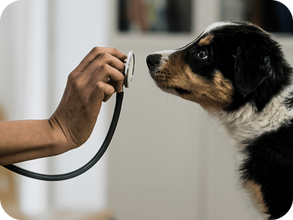 Unlock opportunities in the Belgian Veterinary Sector with our Market Research