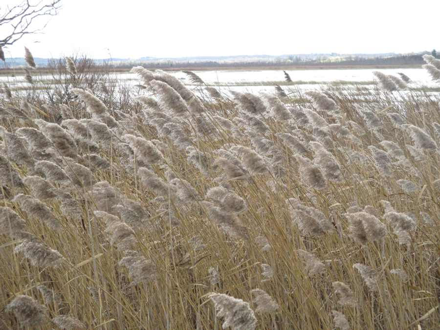 Close-up of the tops of phragmites with a wetland in the background on a gray day.